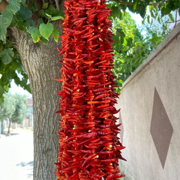 Atom Acı Biber 1 İp