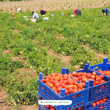 Hatay Domates Salçası Güneş Kurusu 2 Kg